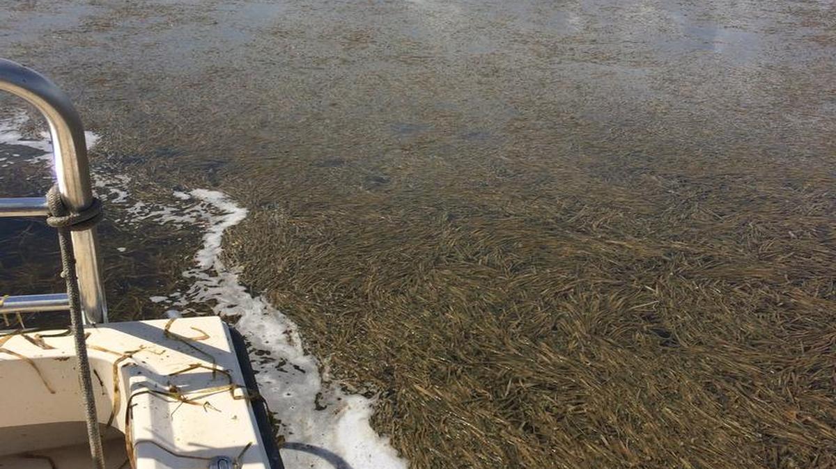
Hasta el momento, los científicos han registrado unas 13 millas de hierba marina muerta en los alrededores de Johnson Key y en el Lago Rankin.


