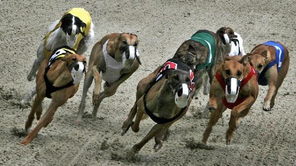 Una organización protectora de los galgos denunció este jueves en un informe que recopiló una lista de 847 violaciones de presunto suministro de drogas a esos perros de carreras y que casi la mitad ocurrieron en Florida donde existen 12 de las 18 pistas de EEUU.