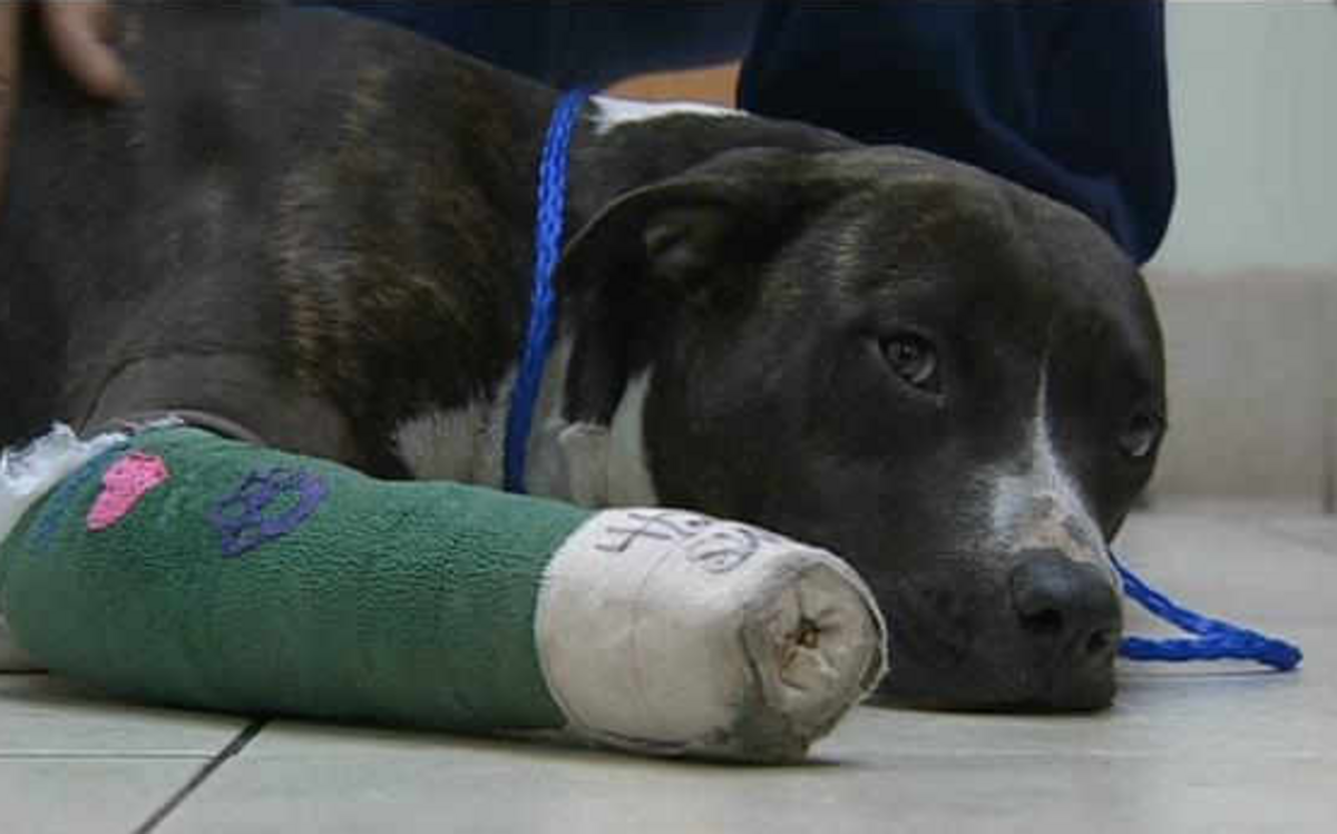 Lexi, una perrita mezcla de pitbull de nueve meses, recibió un disparo en su pata frontal derecha el jueves pasado. La policía de Hollywood busca al culpable.