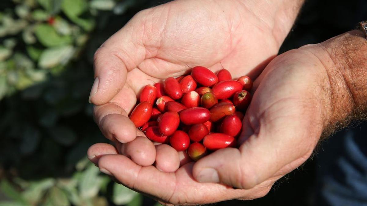 Erik Tietig sostiene un puñado de frutos de la fruta mágica en la finca que él y su hermano crearon en el 2012. Los hermanos se dieron cuenta que la fruta es un gran alivio para los pacientes de cáncer que se someten a tratamiento de radiación y quimioterapia, que los hace perder el sentido del gusto. La fruta realiza el sabor de los alimentos.