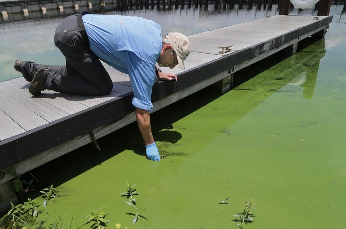 John Cassani, director at Calusa Waterkeeper, collects algae in June near the W.P. Franklin Lock and Dam Park.