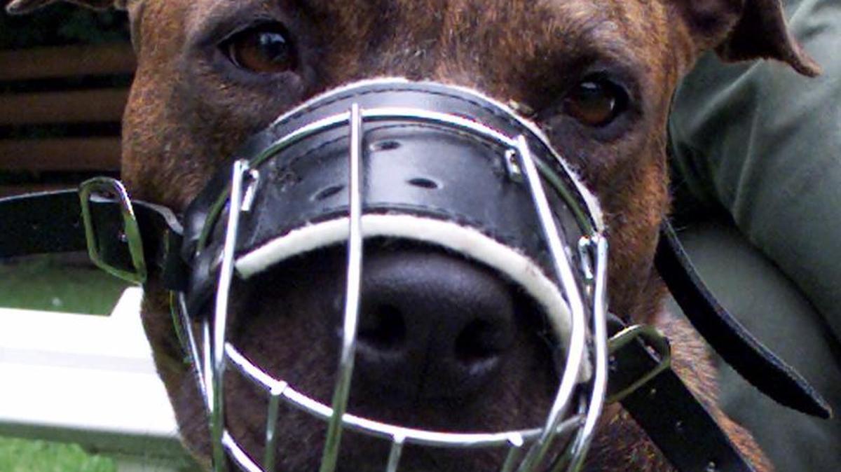 Un perro de la raza pit bull con un bozal en un refugio de animales en junio del 2000.