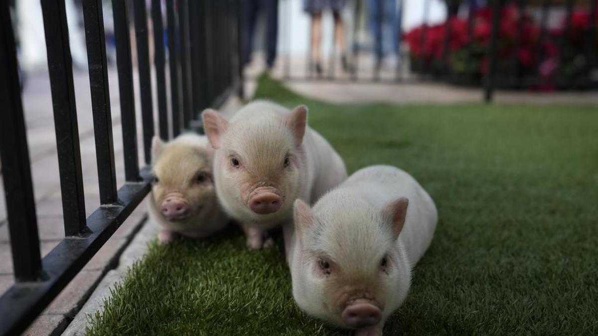 Tres lechones de 12 días se apiñan en un recinto, en una ceremonia para indultar a cuatro lechones antes de las vacaciones de Navidad, el martes 14 de diciembre de 2021 en Miami. En una ceremonia anual similar al indulto del pavo del Día de Acción de Gracias, los alcaldes de Miami-Dade perdonaron a los cerdos antes de las festividades navideñas, que muchas familias del sur de Florida celebran con una comida de lechón asado.. (Foto AP / Rebecca Blackwell)