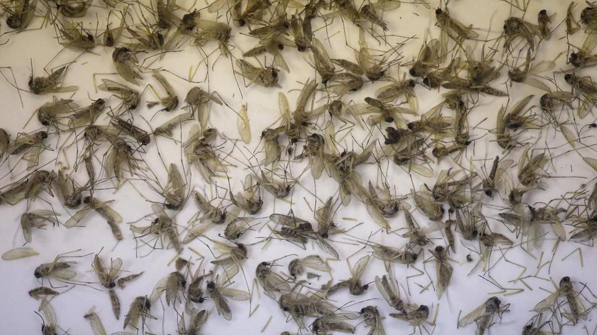 Trabajadores del departamento de salud han estado atrapando y examinando a mosquitos Aedes aegypti con la finalidad de confirmar si el virus de Miami-Dade fue trasmitido a través del insecto o por contacto sexual.
