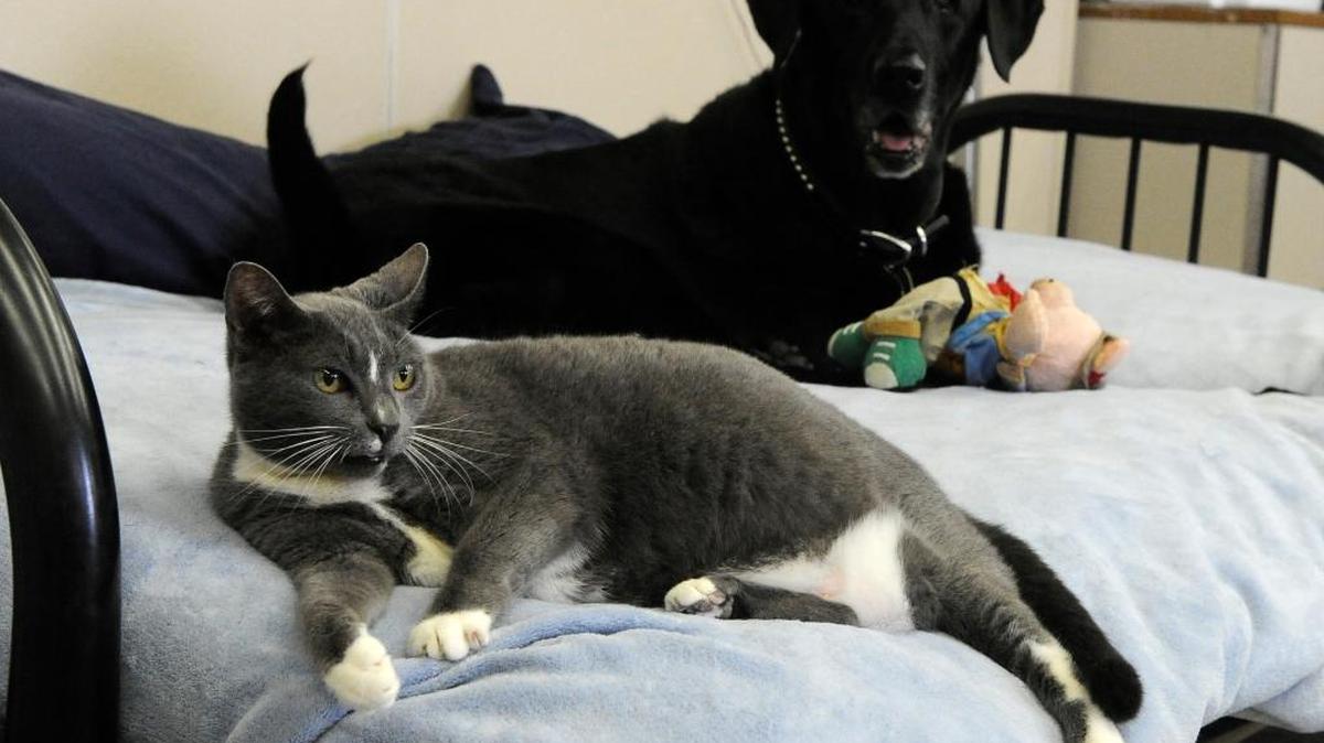 El gato Chance y el perro Chester en un centro para animales en College Station, Texas, donde dan refugio a mascotas cuyos dueños han muerto.