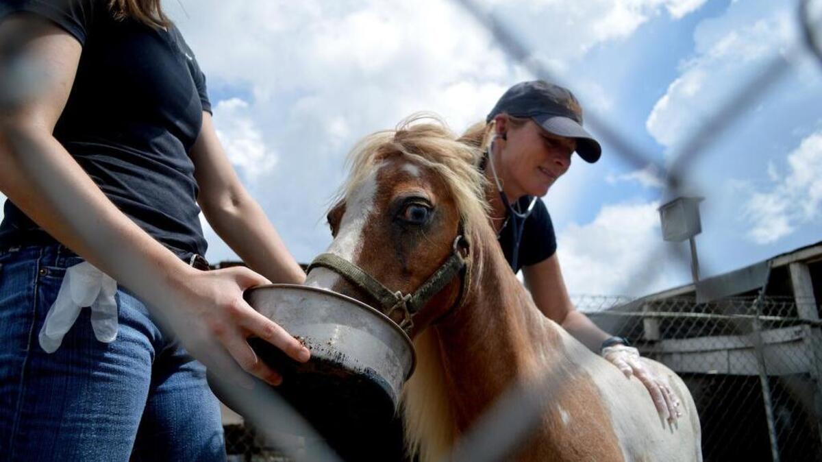 El personal médico de la Misión de Rescate de Animales (ARM) comprueba los signos vitales y da antibióticos a un pony rescatado de un matadero clandestino en Miami. Foto de archivo.