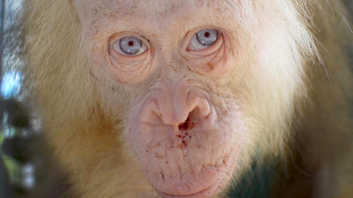 La orangutana de pelaje rubio fue hallada la semana pasada en una localidad aislada del distrito de Kapuas Hulu, en la provincia de Kalimantan Centro.