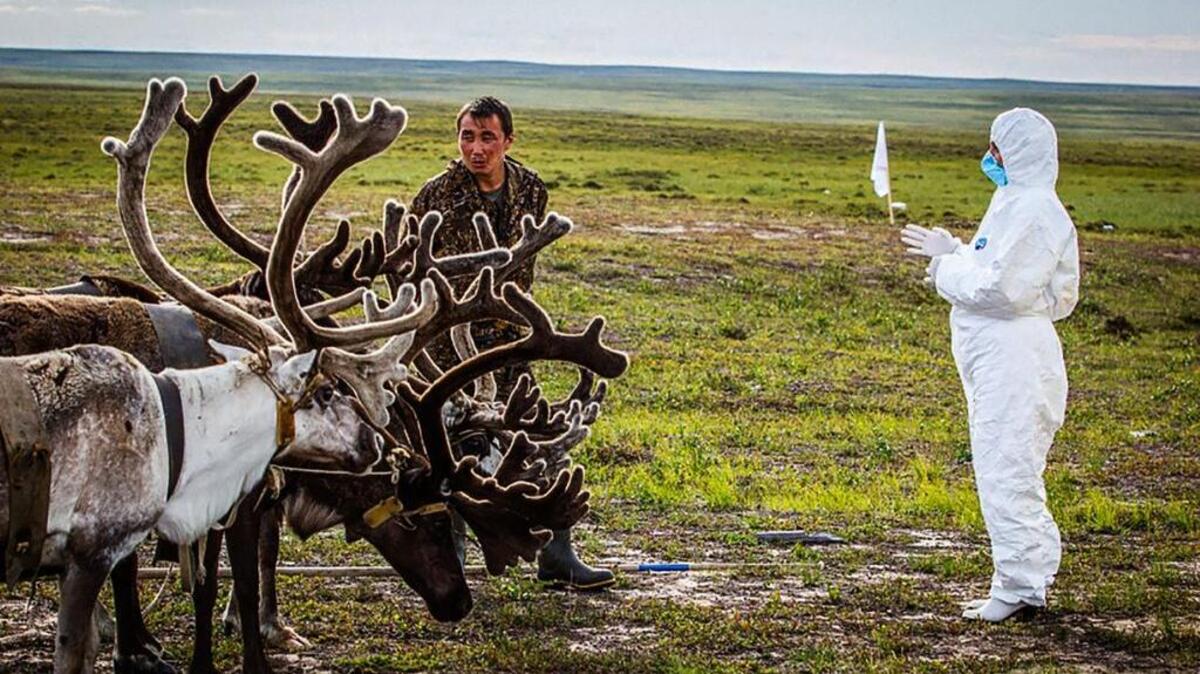Veterinarios rusos examinan venados en Yar-Sale, península de Yamal, a 2,500 kilómetros al nordeste de Moscú. Los recientes casos de ántrax en el Extremo Norte de Rusia revelan el peligro sanitario del deshielo del permafrost, la capa del suelo congelada que contiene virus dañinos, algunos desde hace milenios.
