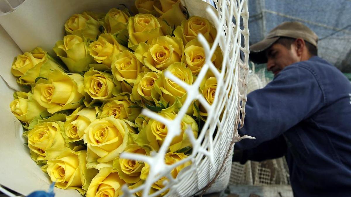 Millones de rosas siguen un largo y cuidadoso camino contrarreloj por tierra y aire desde su cultivo, en los Andes colombianos, hasta las manos de los enamorados que las recibirán como regalo el Día de San Valentín en Estados Unidos.