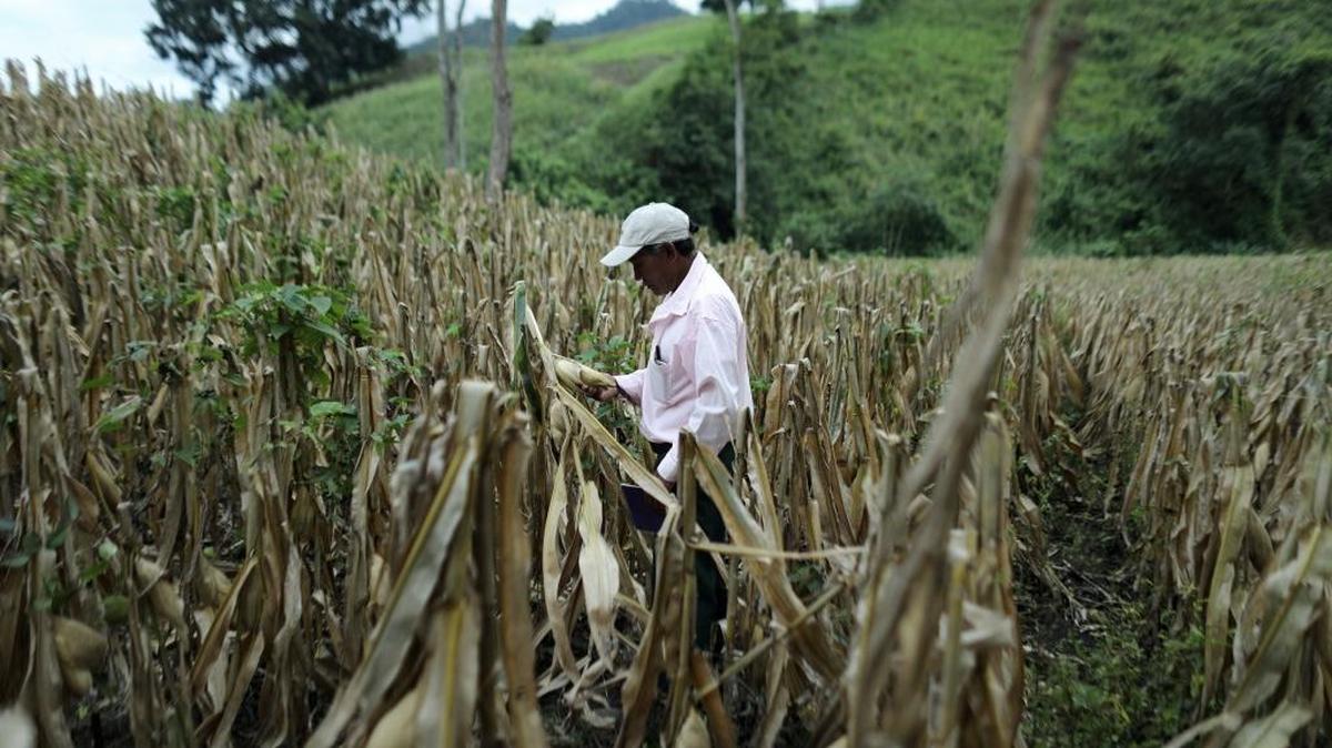 El grueso de la economía hondureña depende de la agricultura, pero el gobierno reconoce que hace falta más capacitación para que la gente pueda vivir de la tierra.