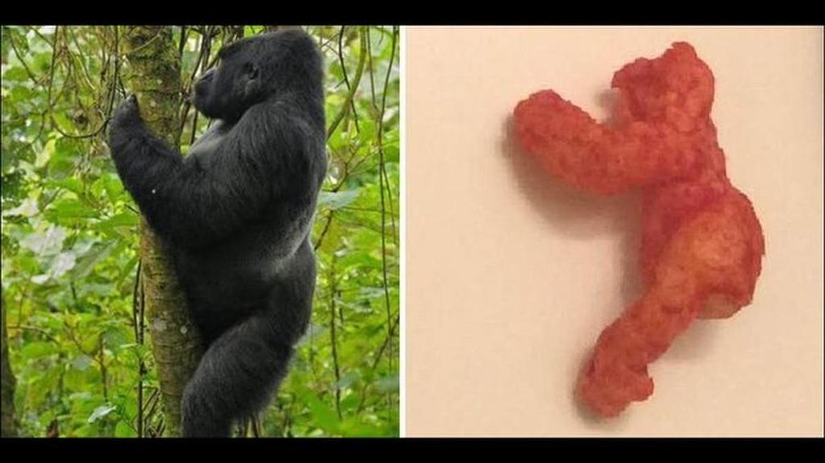 Un combo de fotografías del gorila Harambe y del Cheetos que fue vendido en eBay por $100,000.