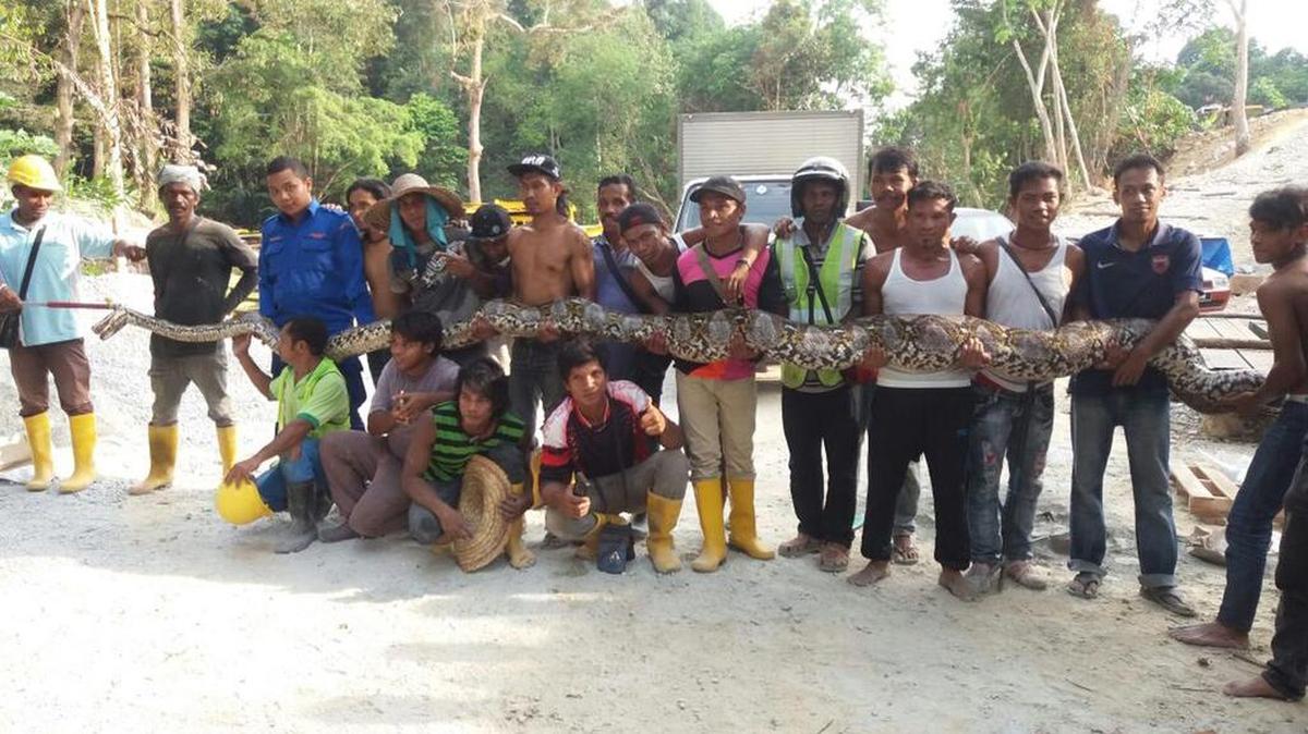 Fotografía facilitada por la Fuerza de Defensa Civil de Malasia que muestra una serpiente pitón capturada en Penang, Malasia, hoy, 11 de abril de 2016.