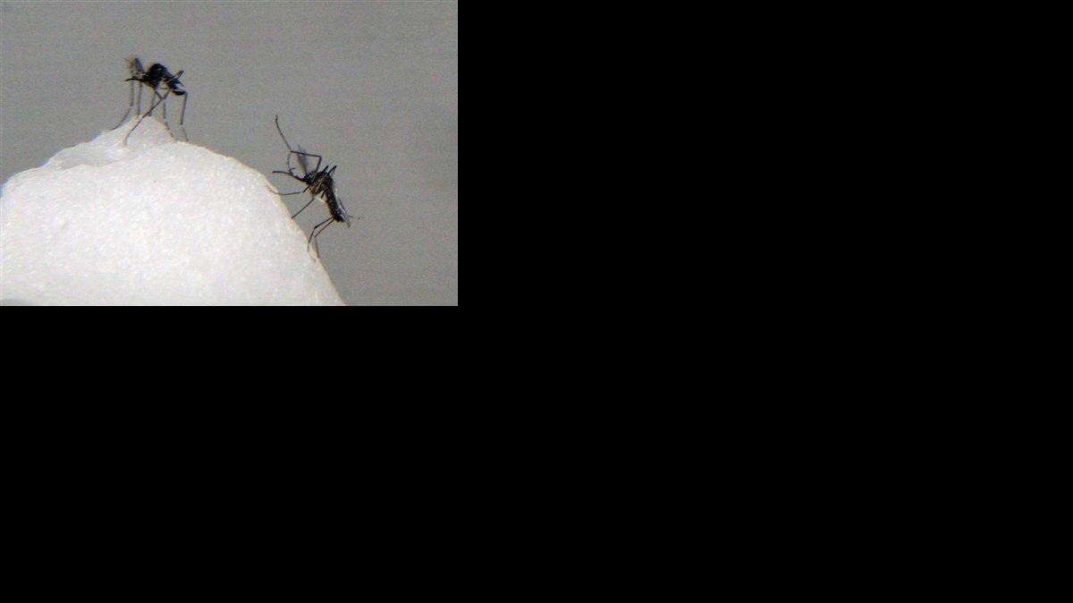 Mosquitos Aedes aegypti, que transmiten la fiebre del dengue y la enfermedad chikungunya, en un contenedor donde son examinados por científicos en el Instituto Conmemorativo Gorgas de Estudios de la Salud (ICGES), en la Ciudad de Panamá, el viernes 26 de septiembre de 2014.
