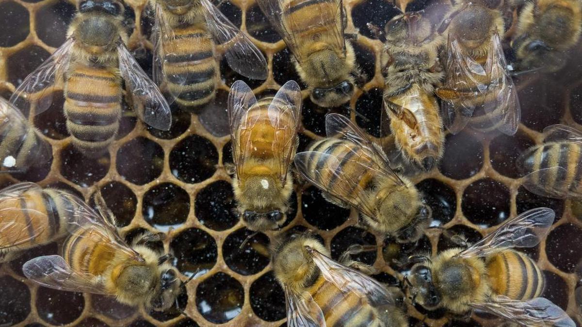 Bees.