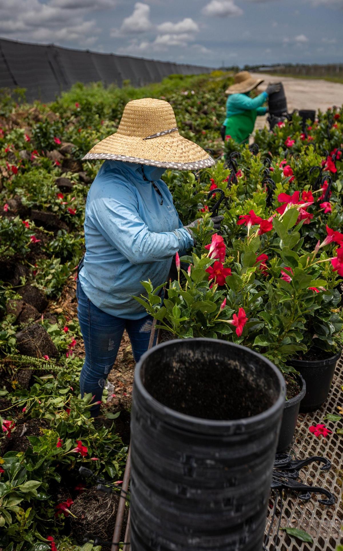 Una trabajadora agrícola en un vivero del sur del Condado Miami-Dade fotografiada en Homestead el 31 de mayo de 2023.