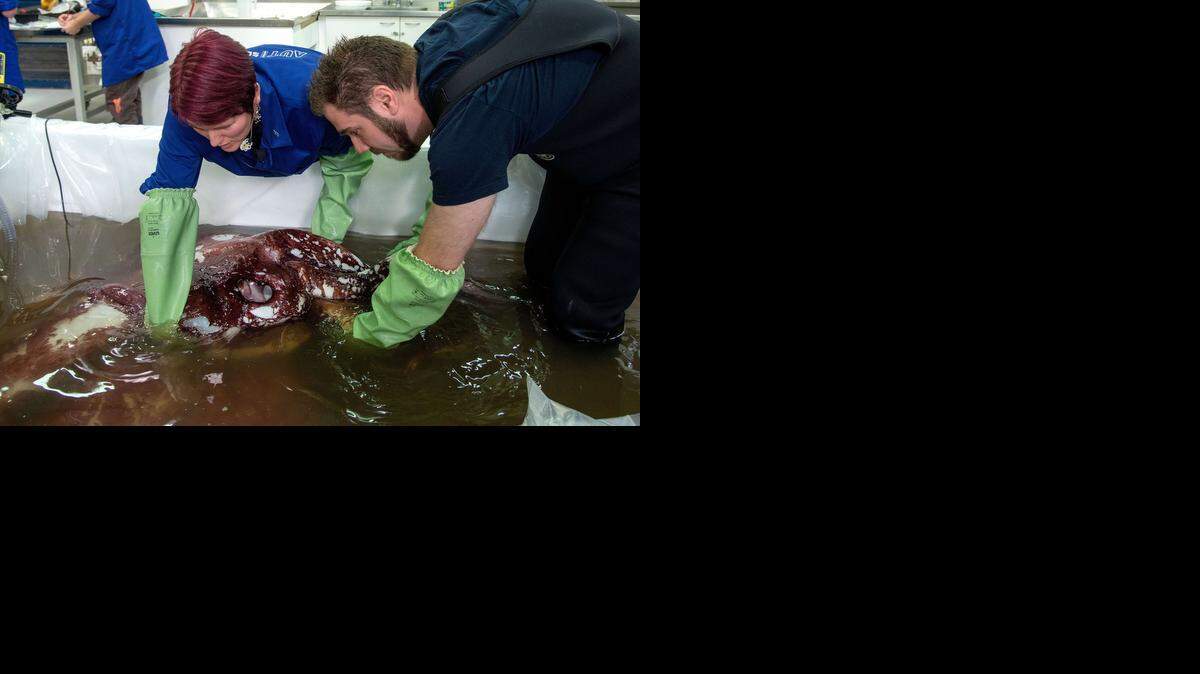 
Kat Bolstad (izq.), científica especialista en calamares de la Universidad Tecnológica de Auckland, que encabezaba el equipo investigador, describió a la criatura como “muy grande, muy hermosa”. 
