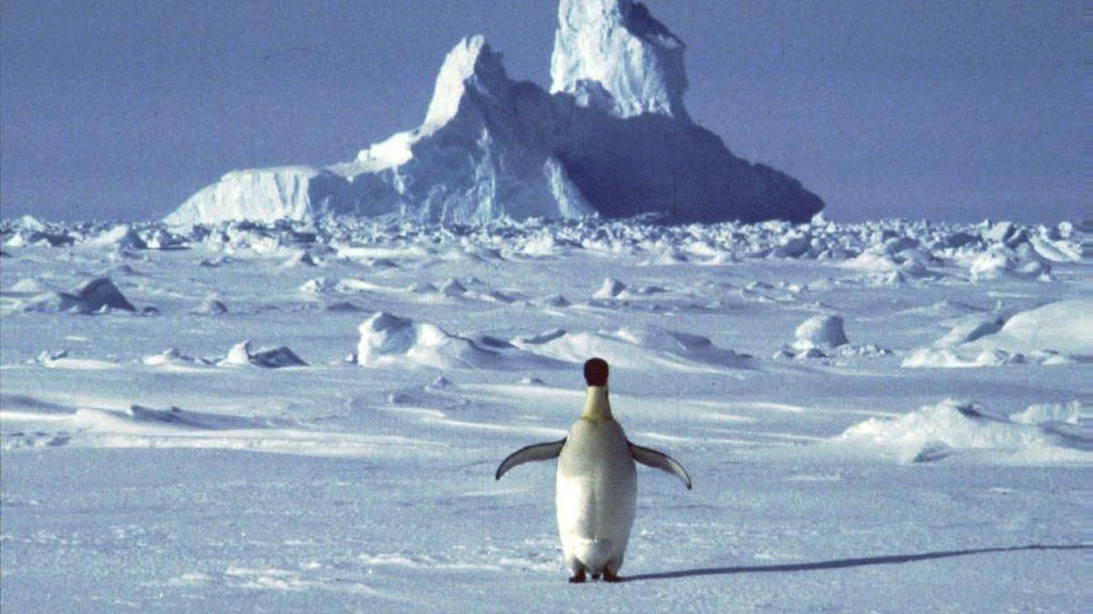 En esta foto de archivo sin fecha, un pingüino en la Antártida durante la temporada de verano del hemisferio sur.