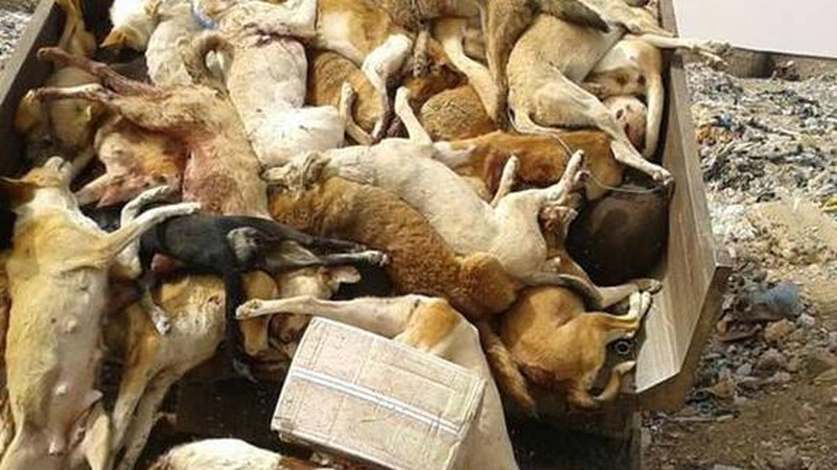Imagen de la matanza de los canes en Marruecos