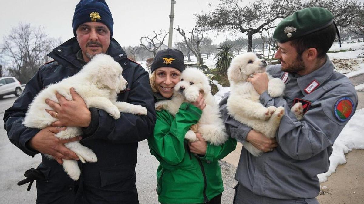 Rescatistas muestran tres cachorros sacados de entre las ruinas del hotel Rigopiano, sepultado por un alud de nieve.