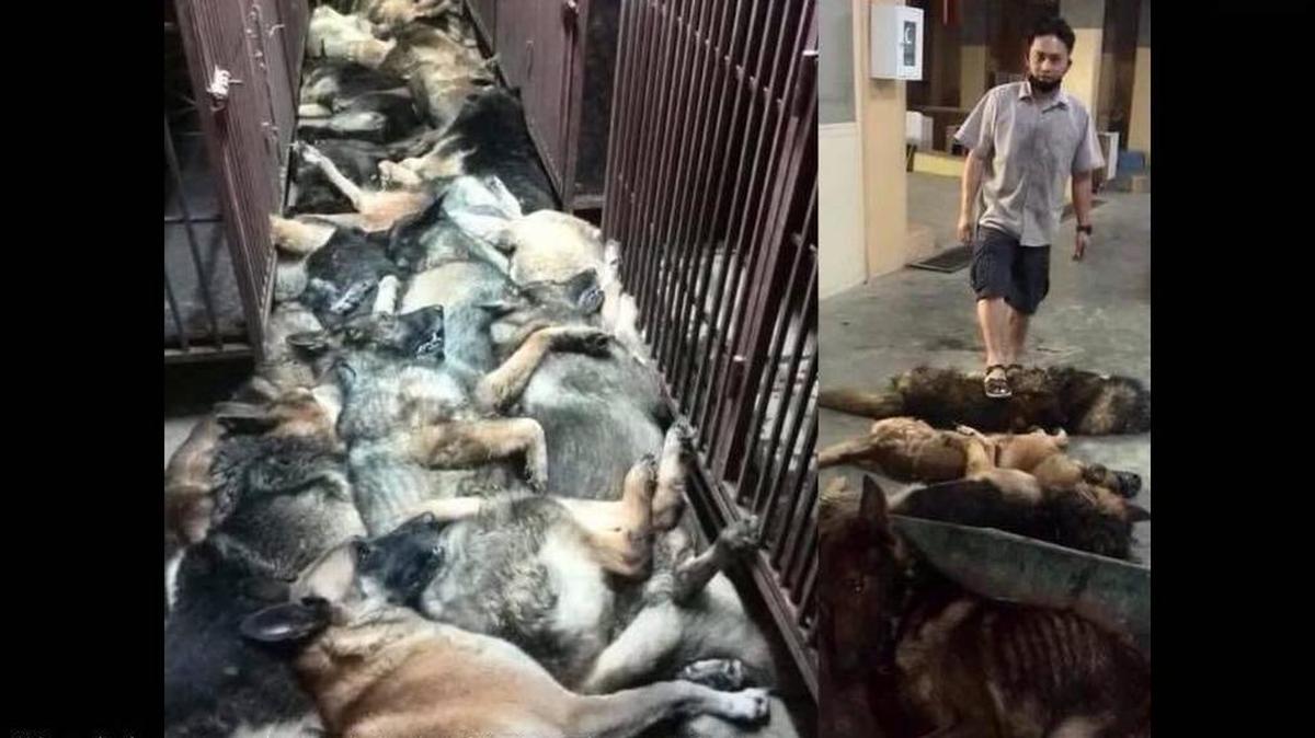 Un foto en Facebook muestra los cuerpos de entre 24 y 40 perros apilados unos encima de otros tras presuntamente ser sacrificados en Kuwait.