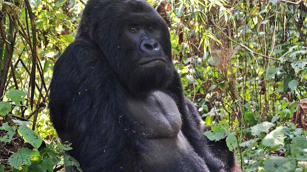 Una foto de un gorila en la jungla de Bujima en el Parque Nacional Virunga el 1 de agosto de 2015.