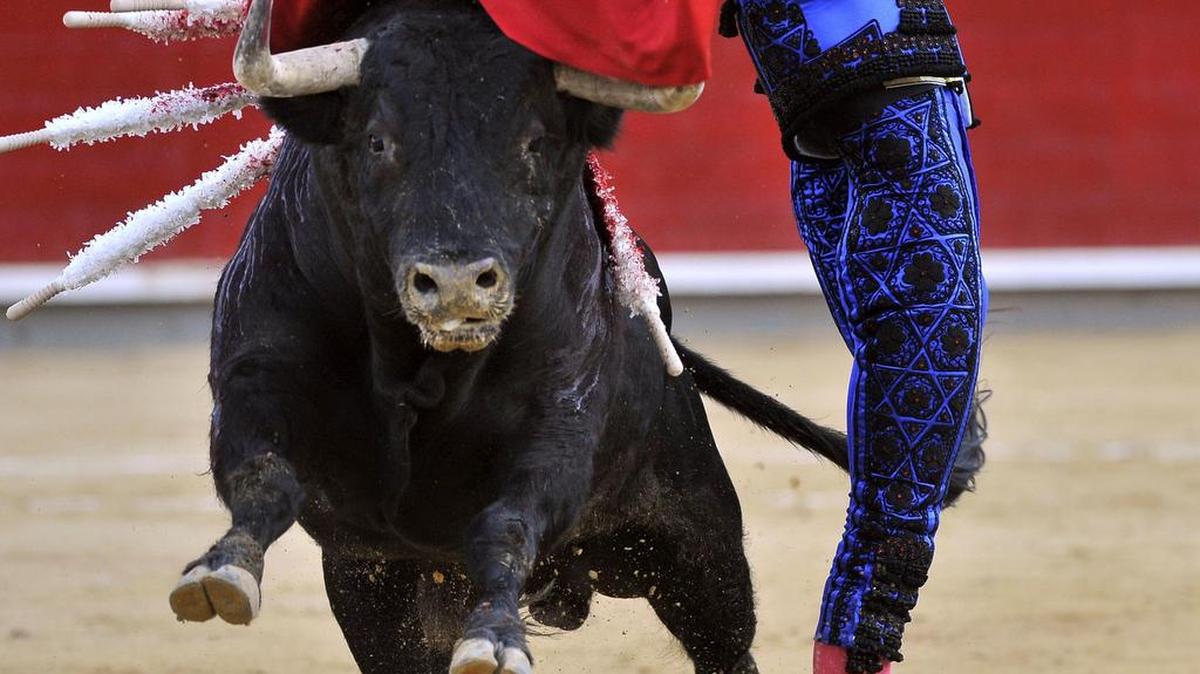 El diestro francés Sebastián Castella desorejó, tras protagonizar una sensacional faena, al cuarto toro, de la ganadería de Montalvo, premiado con la vuelta al ruedo en el arrastre, en el tercer festejo de la feria de la Virgen de los Llanos celebrado este sábado 10 de septiembre de 2016 en Albacete.
