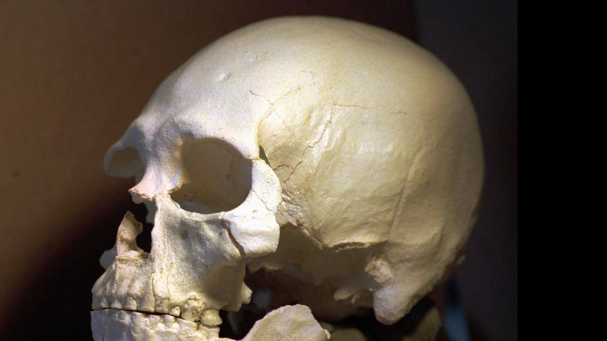 
Análisis del genoma de un esqueleto humano de 9,000 años de antigüedad descubierto en EEUU arroja luz sobre los ancestros de los indios norteamericanos, según estudios.

