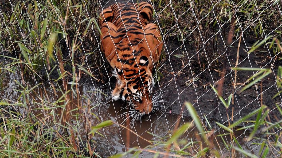En esta foto de archivo tomada el 20 de marzo de 2013, Melati, una hembra de tigre de Sumatra, bebe de una corriente en el nuevo recinto de tigres del zoológico de Londres, en el centro de Londres.