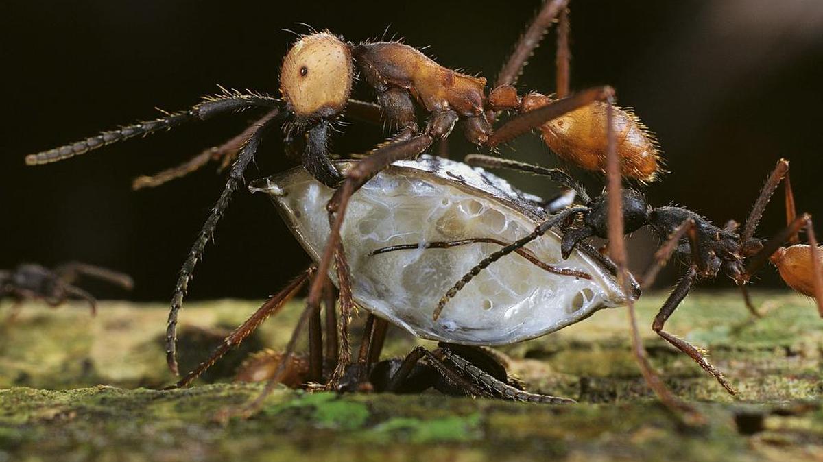 Hormigas de la especie Eciton Burchellii atacan a una presa en las selvas de Panamá, el 30 de mayo del 2009.