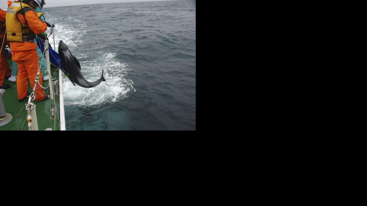 
 Imagen facilitada hoy, viernes 10 de abril de 2015, por la unidad de seguridad marítima de Kashima que muestra a un grupo de la guardia costera mientras devuelve al mar unos delfines que permanecían varados en la playa de Hokota (Japón). 
