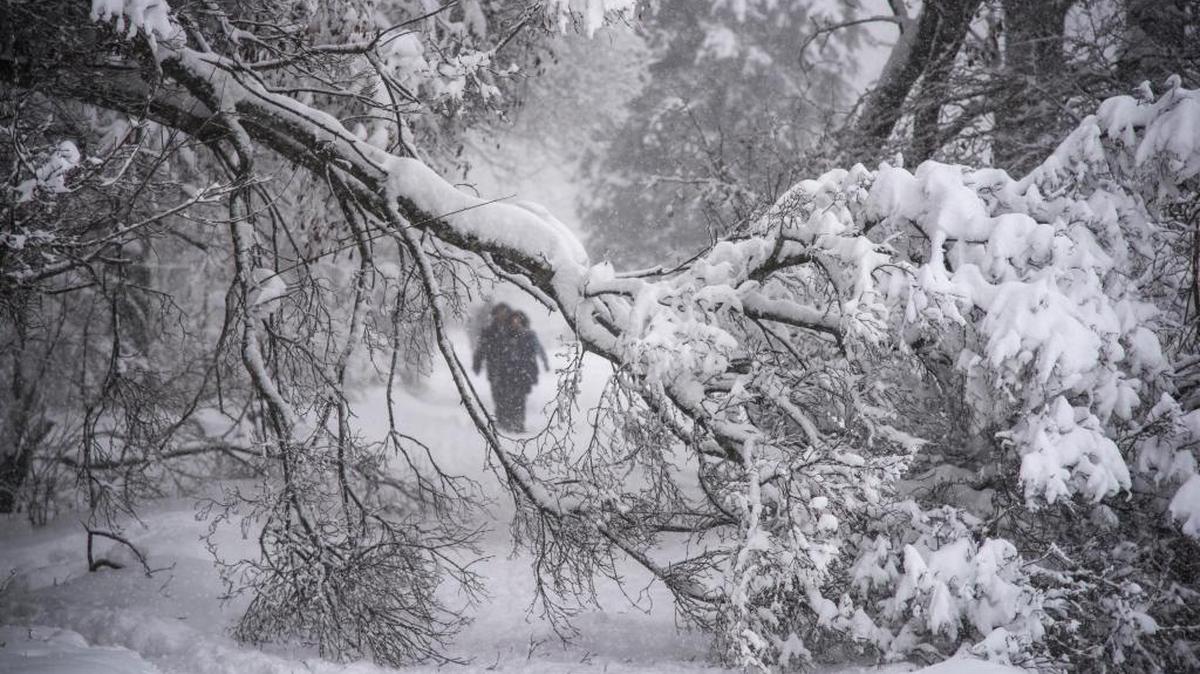 Los transeúntes no podían caminar el domingo en muchas partes de Moscú por todos los árboles que se cayeron durante la nevada.