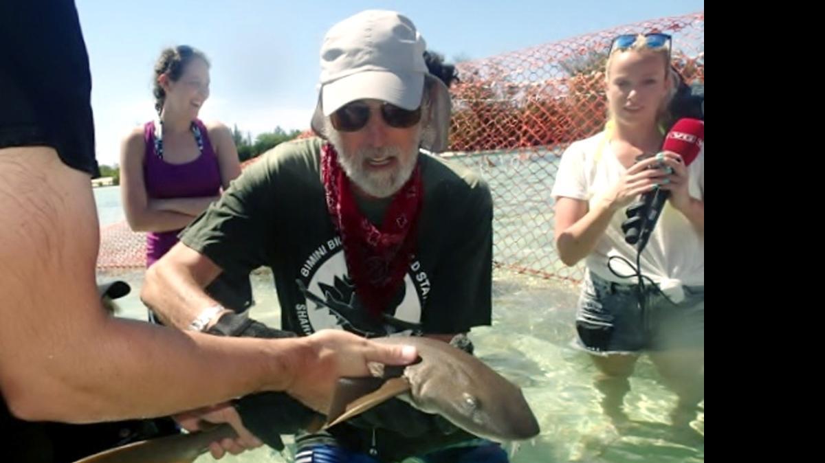 
El biólogo marino y una de las mayores autoridades mundiales en tiburones, Samuel “Doc” Gruber insiste en demostrar lo seguro que es sumergirse en las aguas y nadar entre ellos.
