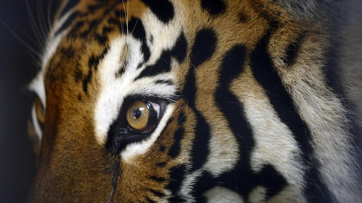 
Un tigre de bengala en el Zoológico Nacional de San Salvador. 
