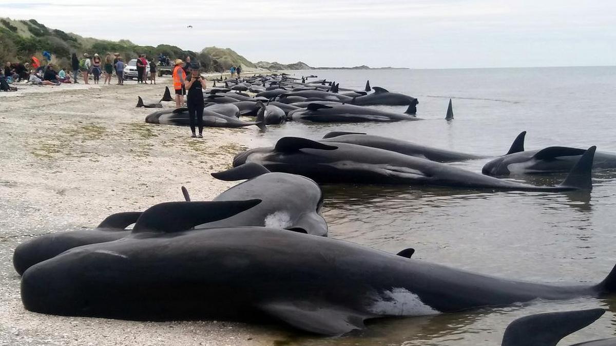Ballenas varadas en Farewell Spit, Nueva Zelanda, el 10 de febrero del 2017. Más de 400 ballenas encallaron en la zona.