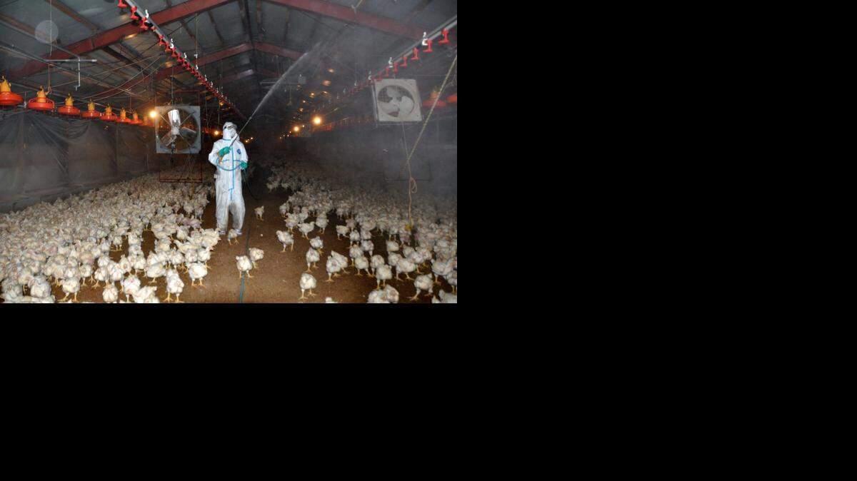 <cutline_leadin>Los analisis</cutline_leadin> genéticos practicados confirmaron que se trata de una cepa H5 del virus. El propietario de una granja de Miyazaki, en la isla meridional de Kyushu, alertó a las autoridades tras la muerte inesperada de varias aves.