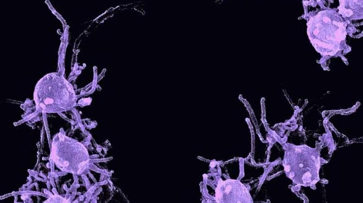 Investigadores del Instituto de Biología Evolutiva ha descifrado los mecanismos genéticos responsables del gran éxito evolutivo de animales, incluyendo a los humanos.