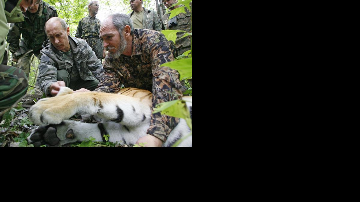 
El entonces primer ministro ruso Vladimir Putin (izq.), ayuda al científico Vyacheslav Razhanov a instalar un instrumento de seguimiento a un tigre, en la reserva forestal de Ussuriysky, Rusia, en el 2008.
