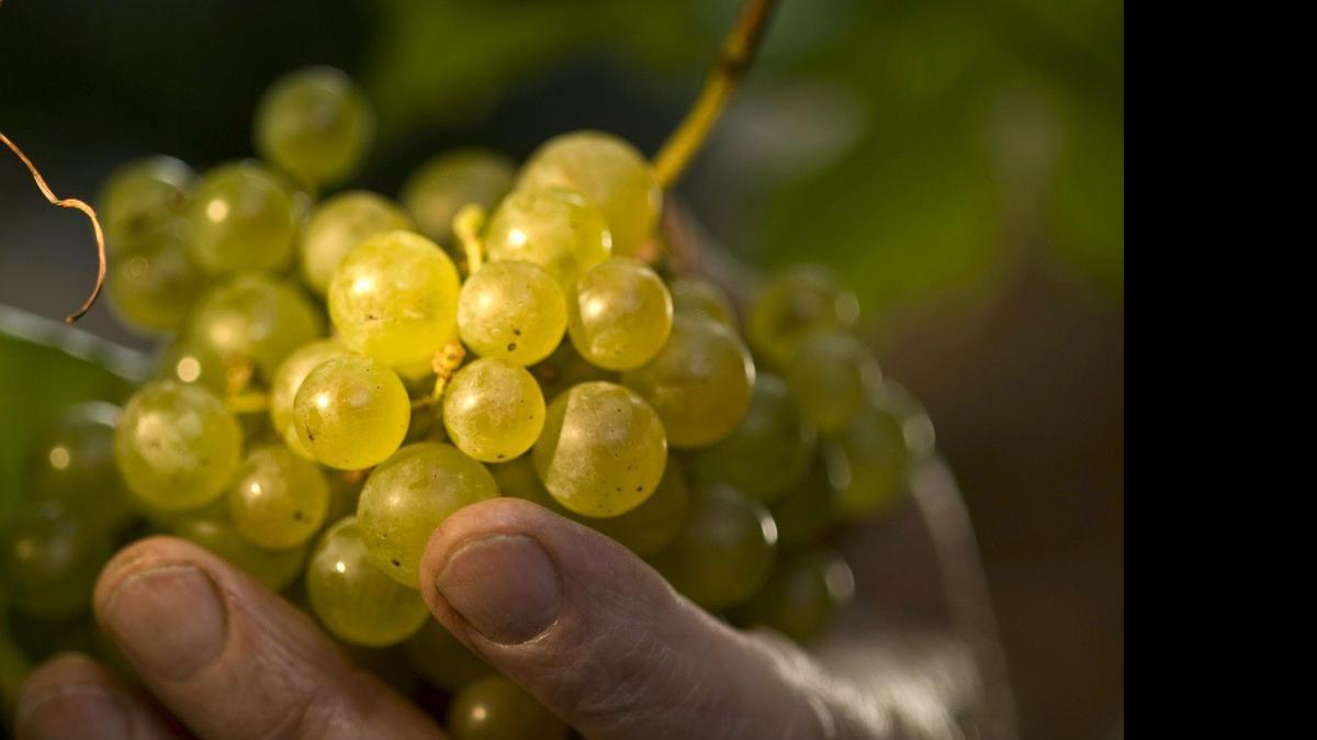 
Foto de la Empresa vinícola Bisol de un racimo de uvas de prosecco. El prosecco, el vino espumoso italiano más conocido, ha conquistado con su frescura y delicadeza no solo las mesas de Italia sino las de todo el mundo y corre el riesgo de morir de éxito por no poder responder a la creciente demanda de botellas.
