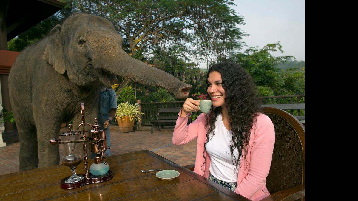 
En Tailandia, las mujeres de los cuidadores de elefantes recogen los granos de café de los excrementos de los animales. Una vez lavados y tostados, se convertirán en un café único, de los más caros del mundo. Foto de archivo
