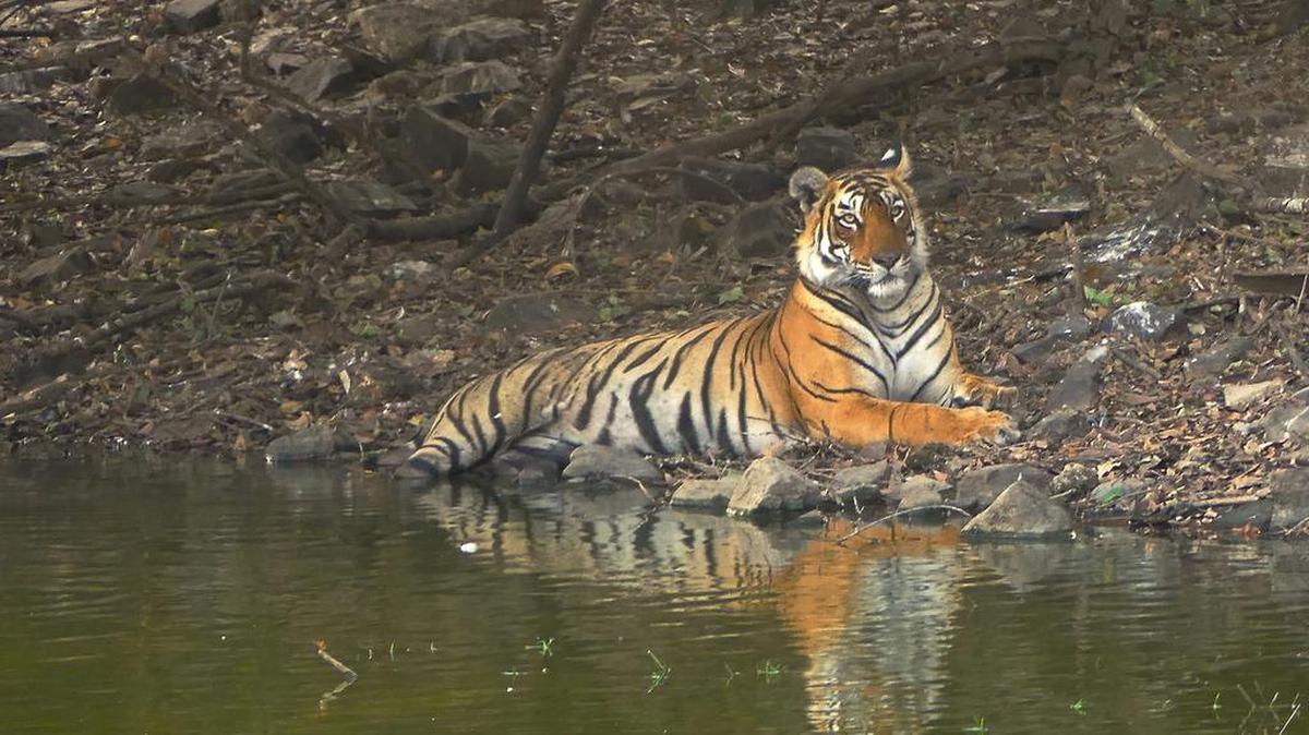 Foto de archivo de un tigre en India.