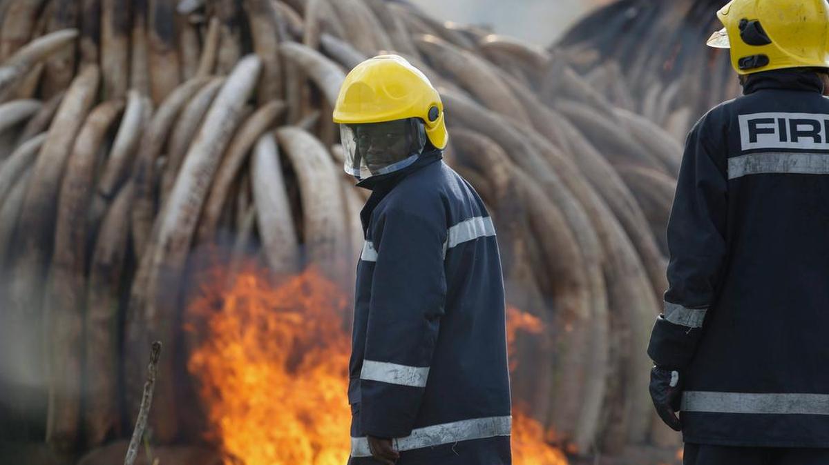 Los 16,000 colmillos incinerados el sábado representan casi toda la reserva de marfil keniano, constituida desde el 1989, cuando se prohibió el comercio del “oro blanco”.