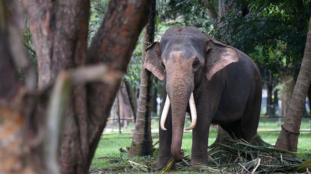 Un elefante camina por templo budista en Kelaniya el 30 de noviembre de 2015.