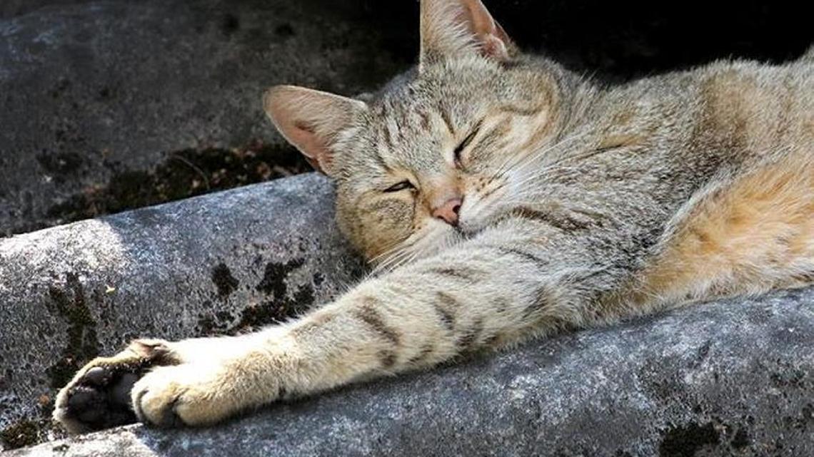 Se cree que más de 125,000 felinos viven en la ciudad del Bósforo, bien alimentados y cuidados por los vecinos.