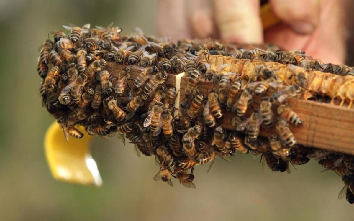 Las abejas salvajes que buscan su alimento en cultivos de colza tratados con insecticidas neonicotinoides son más propensas a sufrir un declive en su población.