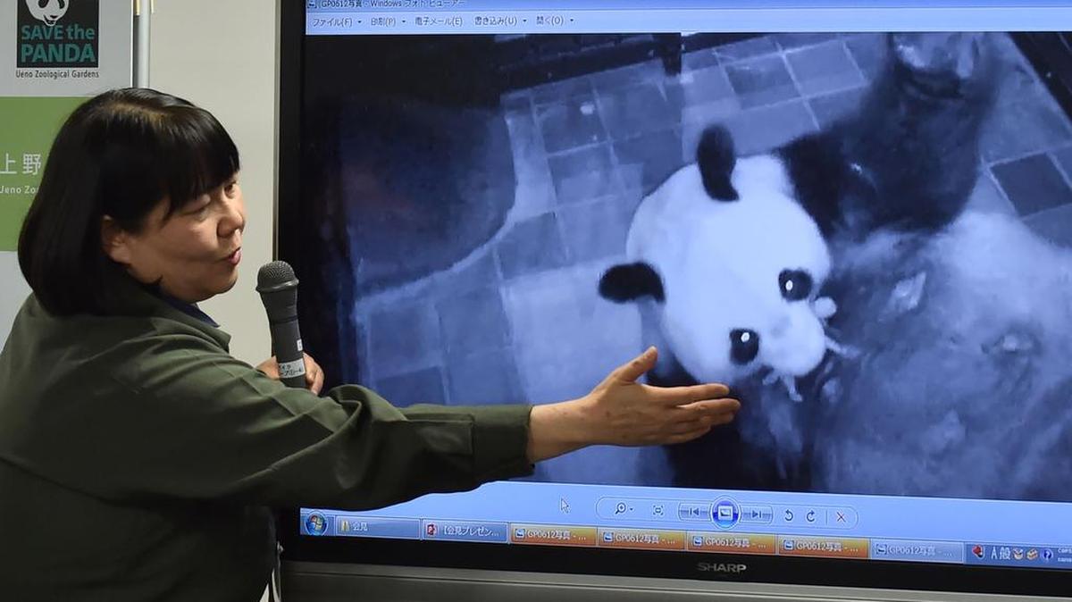 Mikako Kaneko, representante del zoo Ueno, muestra una imagen del cachorro panda en la boca de su madre el lunes 12 de junio de 2017, en Tokio.