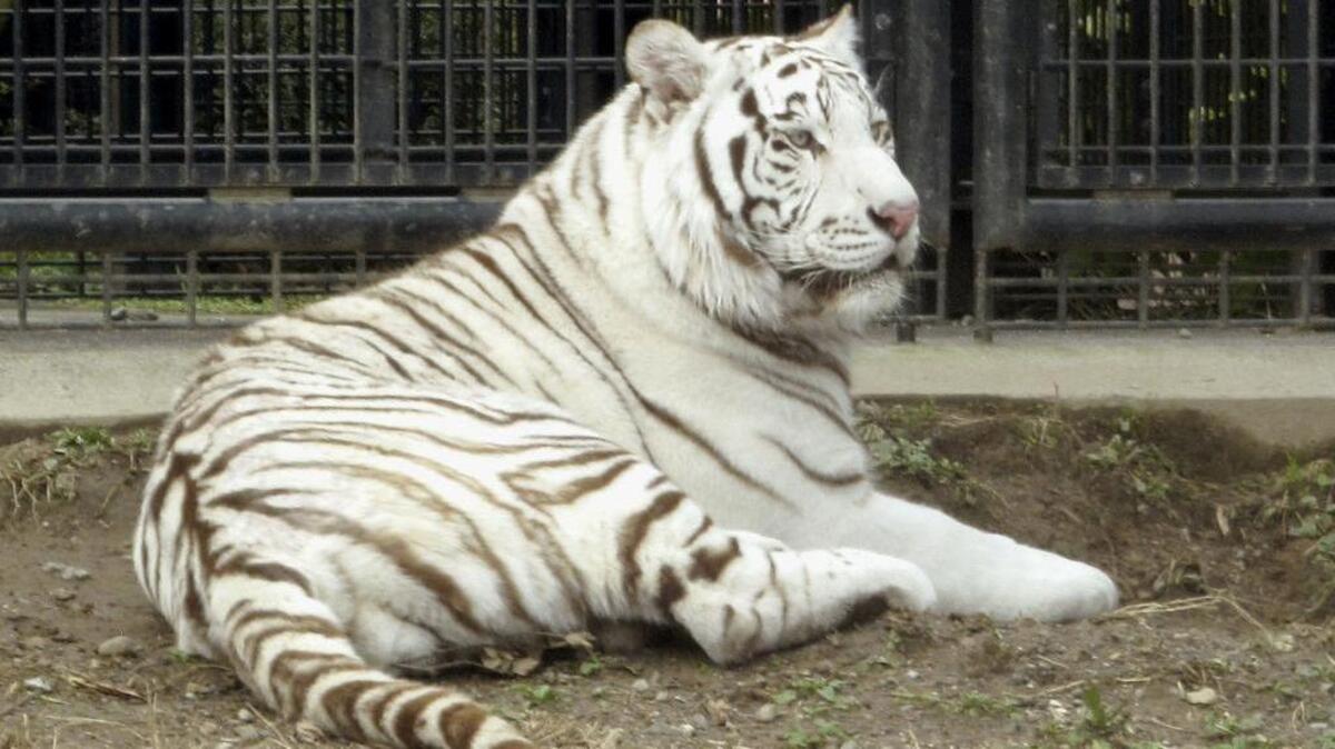 En esta foto sin fecha, el tigre blanco Riku se encuentra en una jaula en el Parque Zoológico Hirakawa en Kagoshima, sur de Japón.