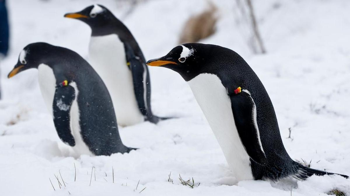 Un gigantesco iceberg de unos 97 kilómetros bloqueó el acceso de los pingüinos a su lugar habitual de comida en la bahía de Commonwealth en la Antártica.