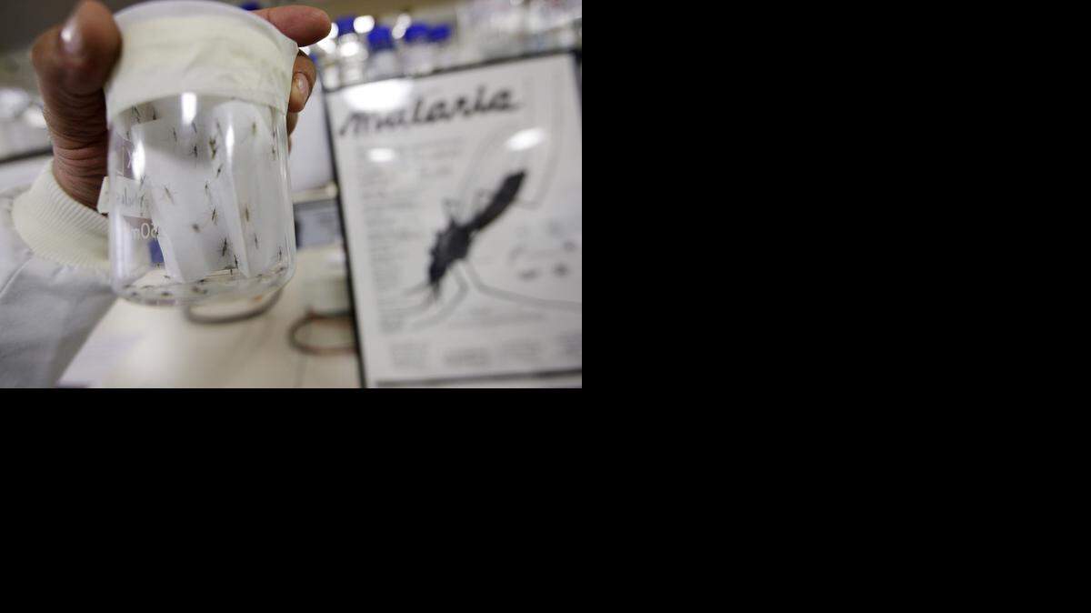 Foto de archivo. Una nueva investigación descubre cómo los mosquitos portadores de la malaria sobreviven durante la estación seca.

