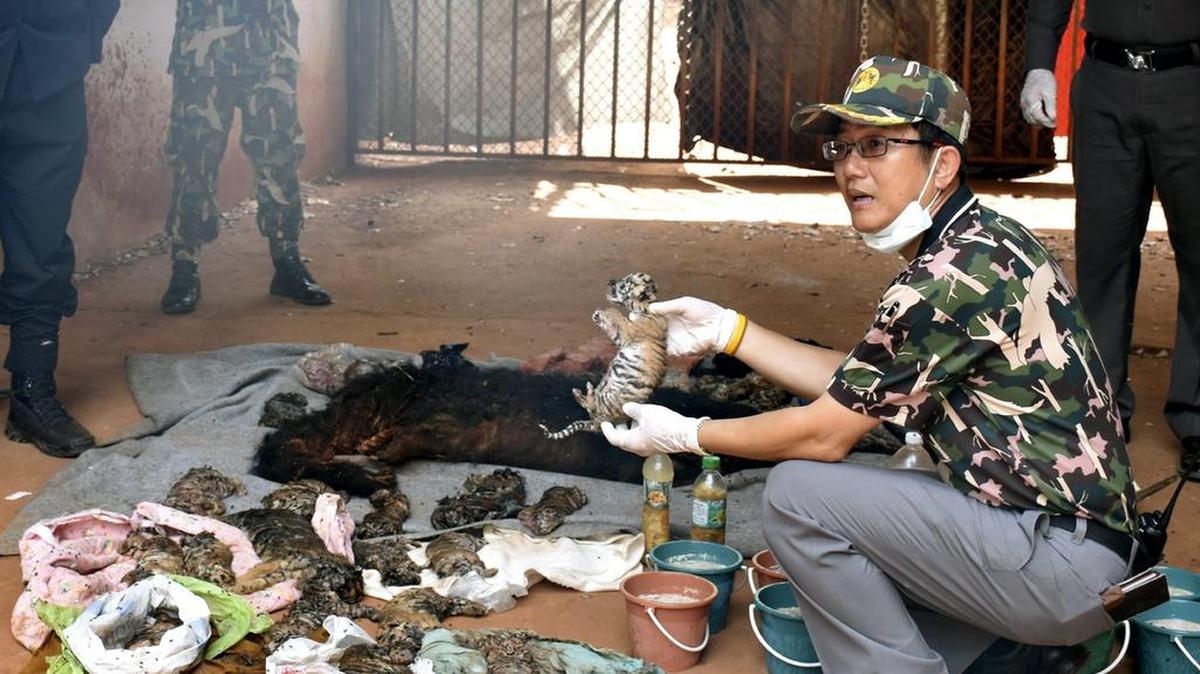 Un trabajador del departamento de Fauna tailandés muestra el cadáver de una cría de tigre durante el registro al Templo del Tigre en la provincia de Kanchanaburi (Tailandia) hoy, 1 de junio de 2016.