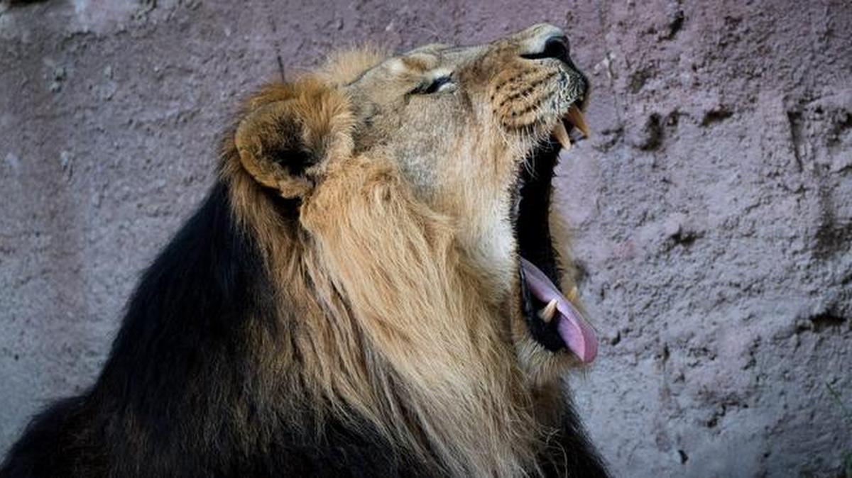 
La población mundial de leones se ha reducido aproximadamente un 42% en los últimos 21 años, según datos divulgados el lunes, cuando se llevó a cabo el Día Mundial del León.
